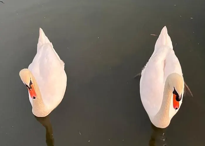 Oh, Mon Bateau! No Running Water, Bez Tekuce Vode 샬레